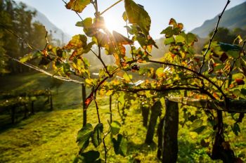 Arcola aderisce al gruppo di cooperazione per la Strada del vino