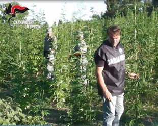 Sequestrata una tonnellata di marijuana lungo il fiume Magra