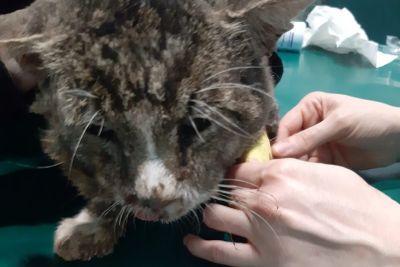 Maltrattamenti al gatto Olmo, sarà presentata denuncia per individuare i responsabili