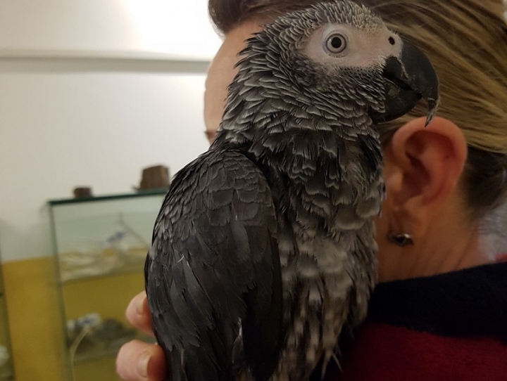 La Spezia, recuperato un pappagallo cenerino al Mirabello
