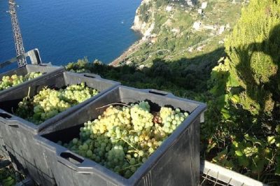 Salgono a 30 gli ettari concessi per gli impianti viticoli liguri