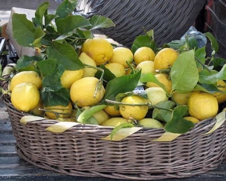 I limoni di Monterosso verso il marchio di &quot;Prodotto agricolo tradizionale&quot;