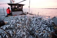 Pesca, Regione Liguria è la migliore d&#039;italia per spesa impiegata e certificata