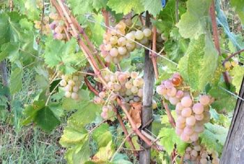 Vendemmia 2023, si stima un +5% per la produzione di vino in Liguria