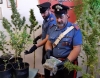 Coltivazione di marijuana in casa, arrestato 60enne
