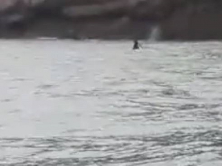 Le orche invertono la rotta, forse si sono spinte fino a Porto Venere