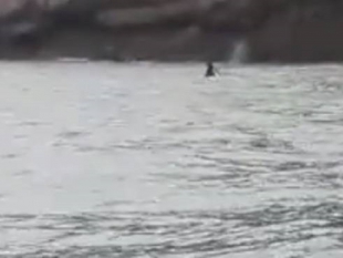 Le orche invertono la rotta, forse si sono spinte fino a Porto Venere