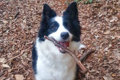 Oggi è la giornata mondiale del cane, mandateci le foto dei vostri amici a quattro zampe