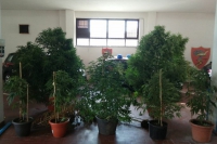 Piantagione di marijuana nel giardino di casa: in manette un 47enne di Luni