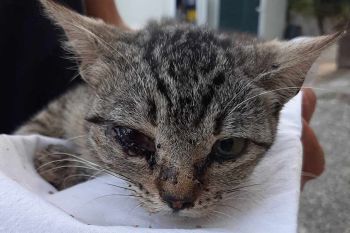 Uccisa una gattina con oltre 80 pallini da caccia in corpo: si cerca il colpevole