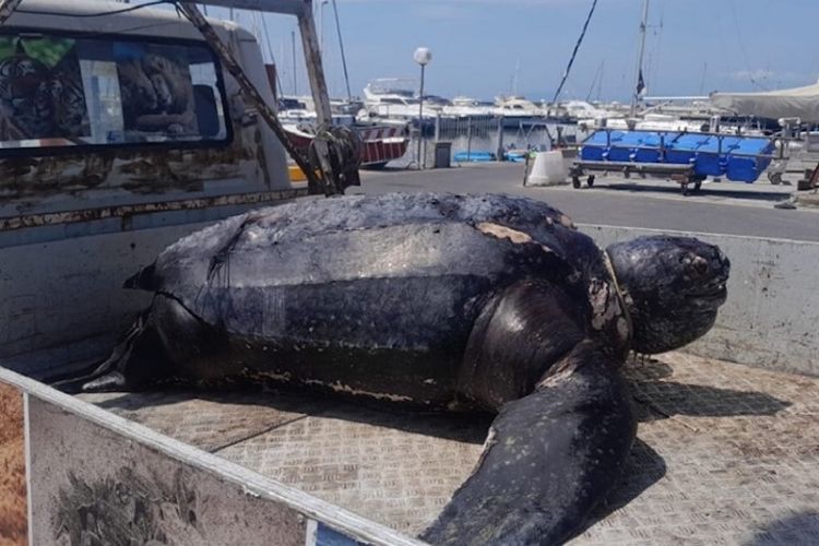 Viareggio, tartaruga liuto di 300 chili trovata morta in mare