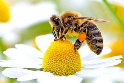 Oggi è la Giornata Mondiale delle api