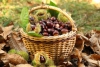 Clima e cinghiali mettono frenano la raccolta di castagne in Liguria