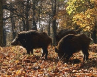 Fauna selvatica, Coldiretti chiede un tavolo tecnico