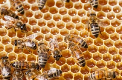 Clima, dimezza il raccolto di miele: api stremate dalla siccità