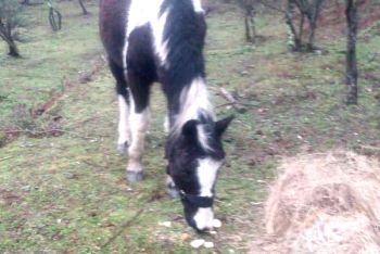 Grazie ai Vigili del Fuoco Alessandro ha potuto riabbracciare il suo cavallo Pinto, precipitato in un dirupo