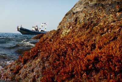 Il Parco Nazionale delle Cinque Terre finalista dell'European Natura 2000 Award 2024 (video)