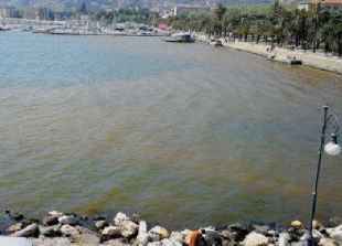 La colorazione marrone del mare in Passeggiata Morin causata dalle alghe