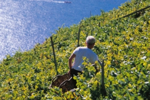 Al via campagna &quot;Coltiviamo la Liguria&quot; di Confagricoltura dedicata a eccellenze, prodotti e sviluppo territorio