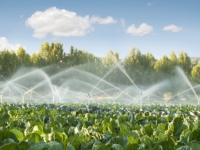 &quot;Se raddoppia il costo dell&#039;acqua per uso agricolo, molte aziende sono a rischio&quot;