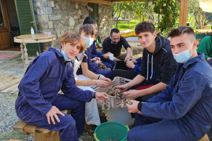 Alcuni studenti impegnati nella diraspatura delle uve Sciacchetrà