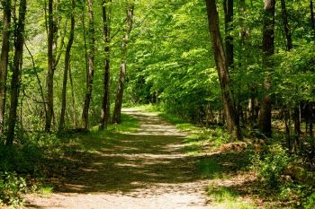 &quot;Come stanno cambiando i nostri boschi?&quot;, seminario della Società Naturalistica Spezzina