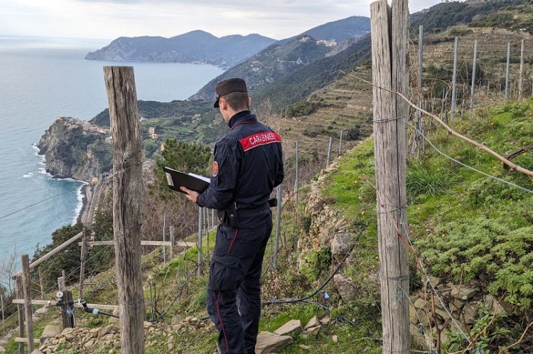 Controlli dei carabinieri sulle produzioni di vino DOP delle Cinque Terre, nessuna irregolarità riscontrata