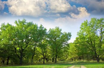 Per ogni bambino nato alla Spezia crescerà un nuovo albero