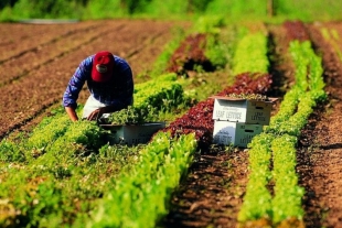 Un agricoltore