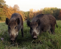 Gli animalisti chiedono la revoca dell&#039;ordinanza sui cinghiali