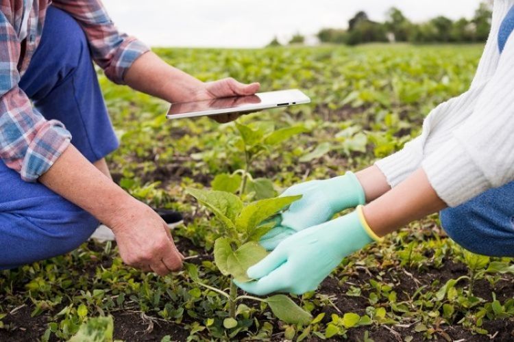 Agricoltura, Vice Presidente Alessandro Piana: «Al via bando da oltre 1 milione per produzione sostenibile&quot; 