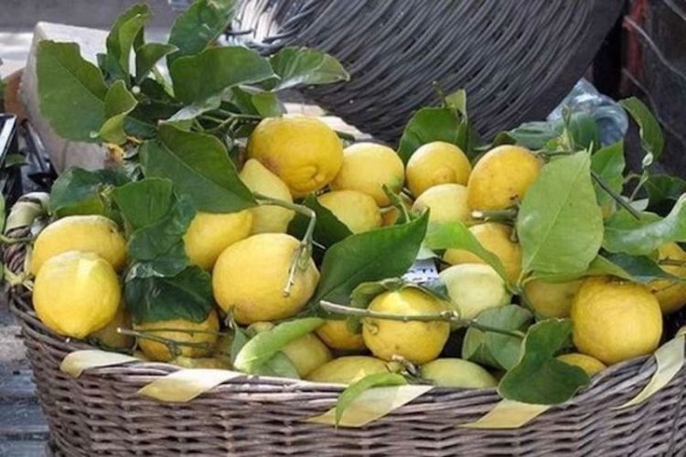 I limoni di Monterosso