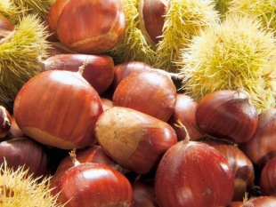 Fauna selvatica e falso made in Italy mettono a rischio le castagne liguri