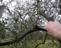 Tracciabilità olio e sostegno comparto olivicolo, incontro venerdì presso La Casa dell&#039;Olio