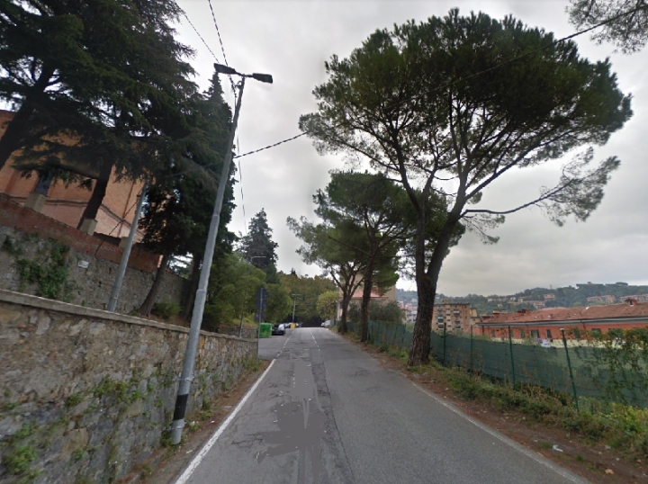 Italia Nostra contro il taglio dei pini in Via San Francesco