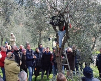 Cia, organizza un corso di potatura dell&#039;olivo