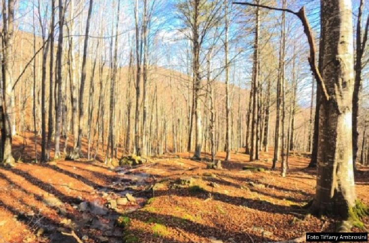 Come sono cambiati i paesaggi forestali del levante ligure? Lo spiega un seminario