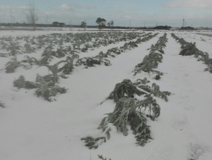 Agricoltura ligure nella morsa del gelo