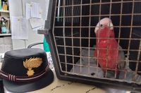 Consegnato ai Carabinieri Forestali un esemplare di pappagallo cacatua rosa recuperato in mare