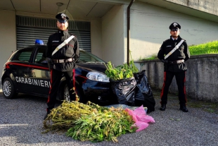 Trovato con una piantagione di marijuana: arrestato dai Carabinieri