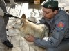 Segnalato un lupo a Sesta Godano