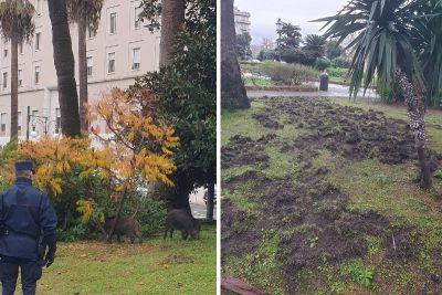 Due cinghiali nei giardini della Spezia: forse volevano giocare, o aspettavano l&#039;apertura di qualche ufficio