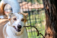 Uno dei cani ospiti della struttura