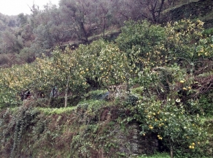 Monterosso: il gelo ha rovinato centinai di piante di limone