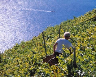 Vendemmia, via libera all’aumento della gradazione