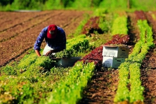 Agricoltura, vice presidente Piana: &quot;Oltre 3,5 milioni per completare i finanziamenti&quot;