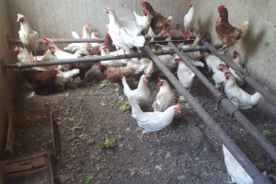 Salvate 70 galline da un allevamento abusivo dentro una cava