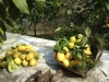 Ulivo e limone: il Parco delle Cinque Terre tutela le varietà autoctone