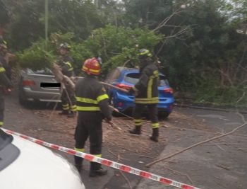 In via dei Vicci cade un albero e danneggia due auto