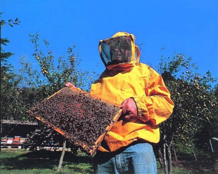 Corso di apicoltura